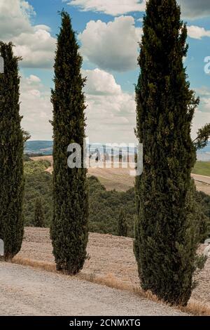 Sunny summer view of small trees forest among fields. Beautiful day panorama of Tuscany landscape, near San Quirico d`Orcia in Val d`Orcia Stock Photo